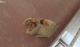 Video quá trình và thao tác xây tổ của ong